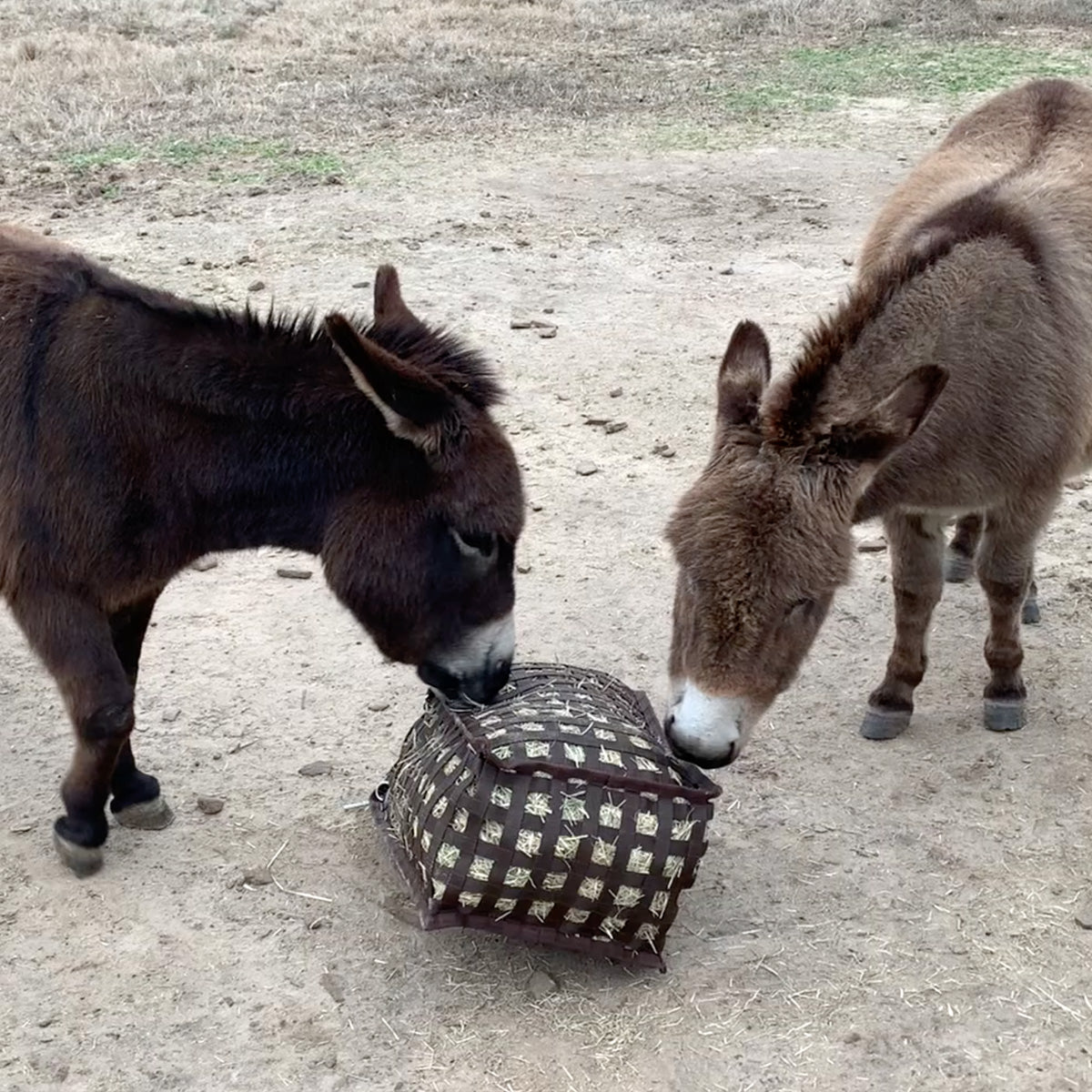 Ground Feeder & Natural Grazer - A Four Sided Slow Feed System Designed For Use On The Ground