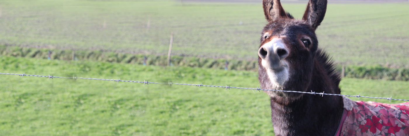 Mini horse blanket, Mini donkey blanket - Are they needed?