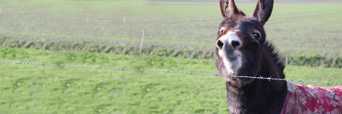 Mini horse blanket, Mini donkey blanket - Are they needed?