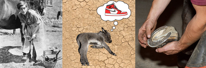 Do Miniature Donkeys Need Shoes?