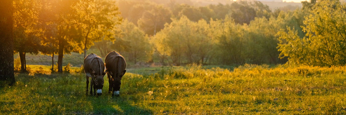 Buying And Owning A Miniature Donkey - A Resource For New Donkey Owners