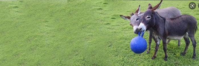 Raising Miniature Donkeys - Are Mini Donkeys Playful?