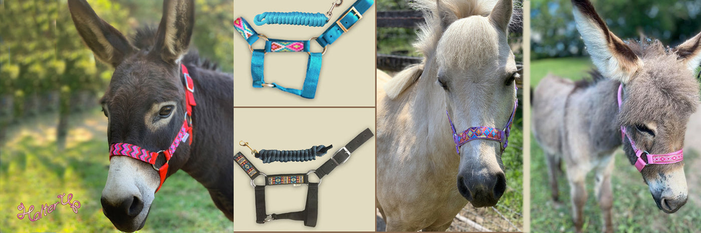 1000+ halters customized and shipped!