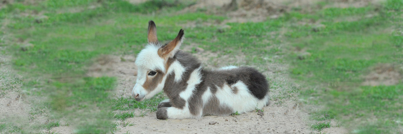 how big do miniature donkeys grow (and other fun things)