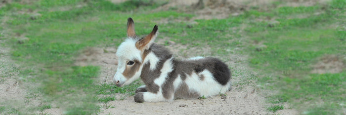how big do miniature donkeys grow (and other fun things)