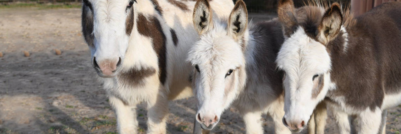 How Long Do Miniature Donkeys Live