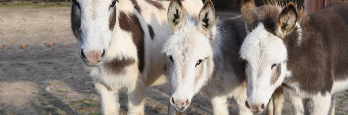 How Long Do Miniature Donkeys Live?