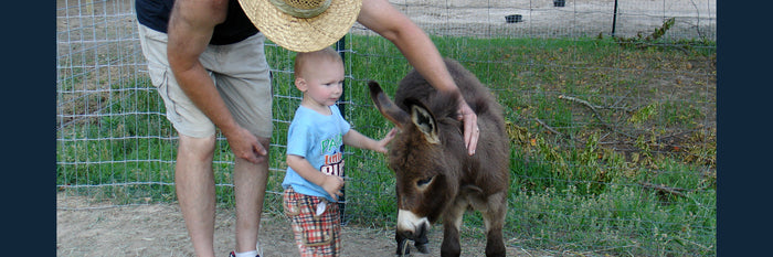 Are Miniature Donkeys Good Pets?