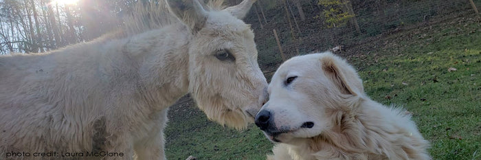 Can Miniature Donkeys Be Used As Guardians?