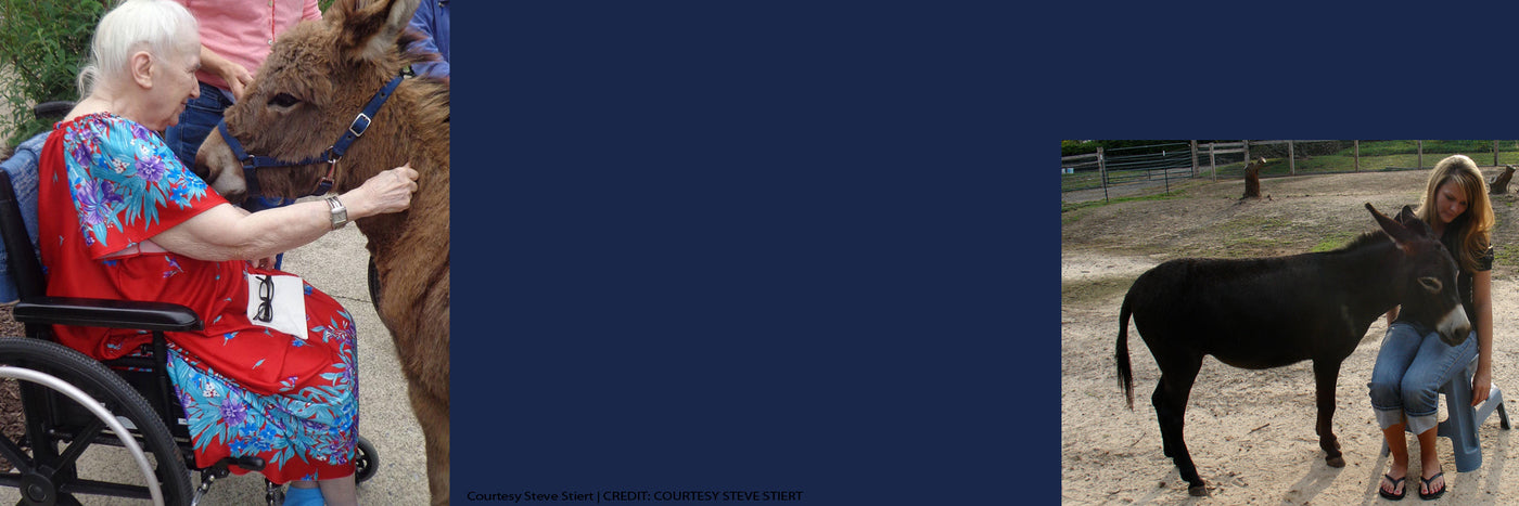 Can Miniature Donkeys Be Used As Therapy Animals?