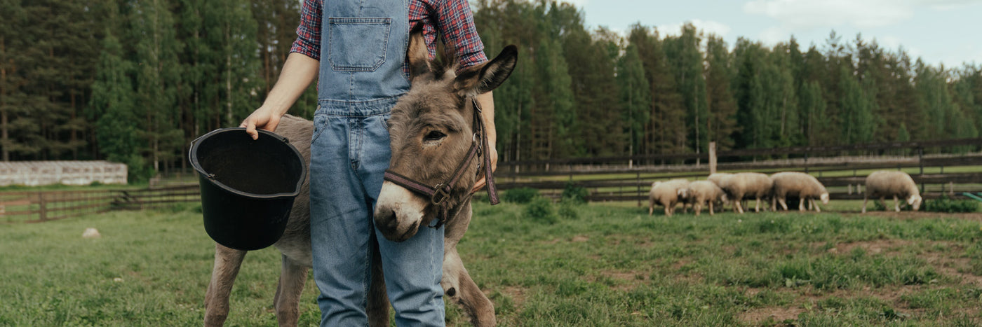 What do miniature donkeys eat?
