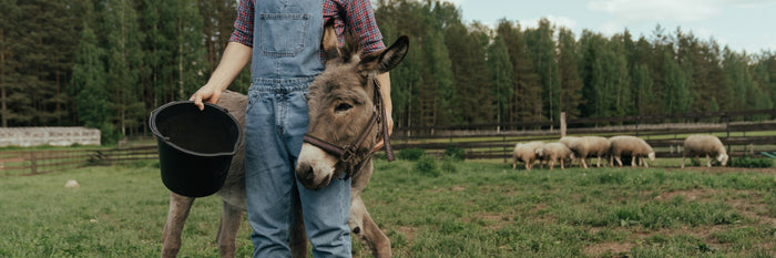What do miniature donkeys eat?