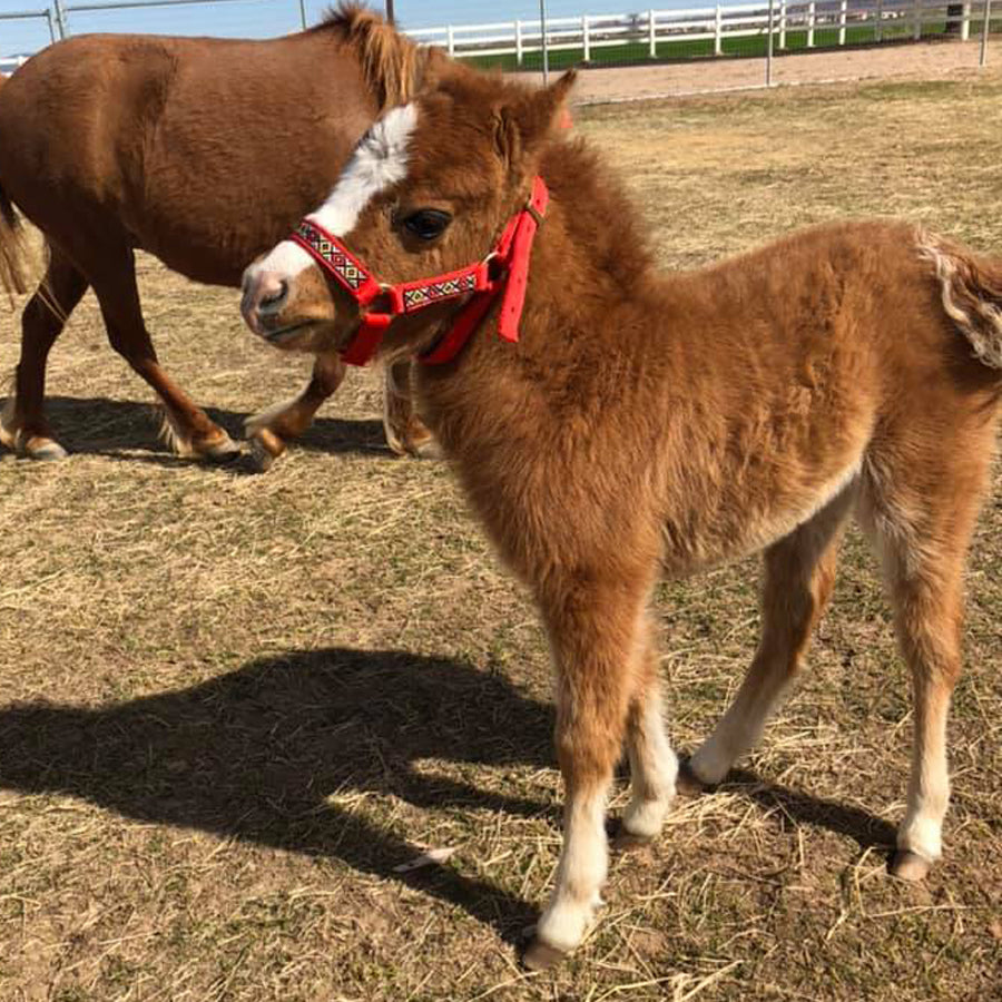 Adjustable Halter Miniature Horse