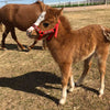 Miniature Donkey Halter