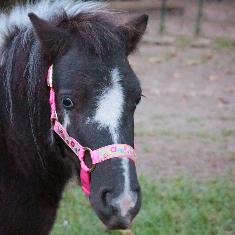 Adjustable Halter Miniature Horse