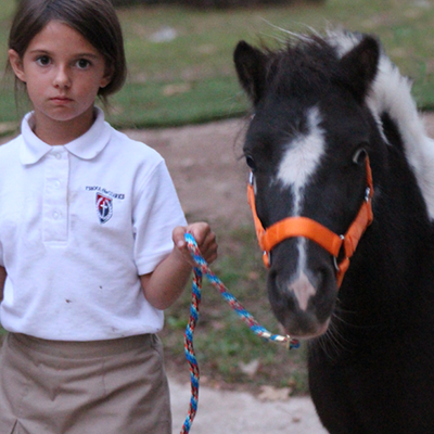 Miniature Horse Halter