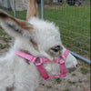 Miniature Donkey Halter